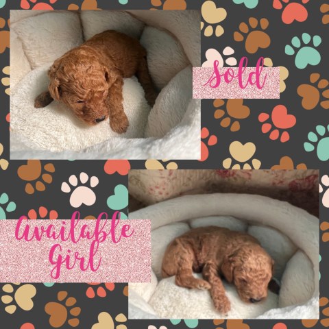Poodle Standard puppy for sale + 65230