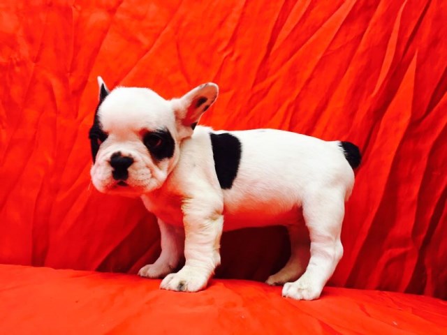 French Bulldog puppy for sale + 47012