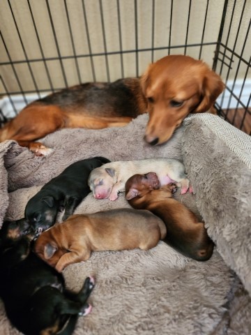dachshund Mixed terrier
