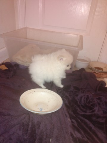 Pomeranian puppy for sale + 61185