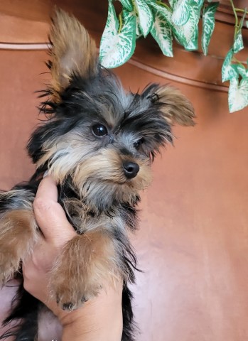 Yorkshire Terrier puppy for sale + 65724