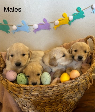 Golden Retriever puppies - AKC registered