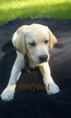 Labrador Retriever puppy for sale + 46204