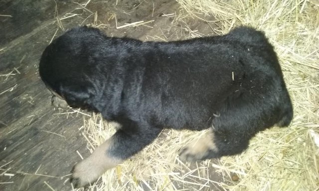 Rottweiler puppy for sale + 46945