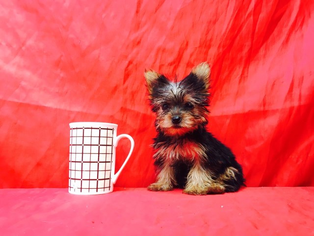 Yorkshire Terrier puppy for sale + 47154