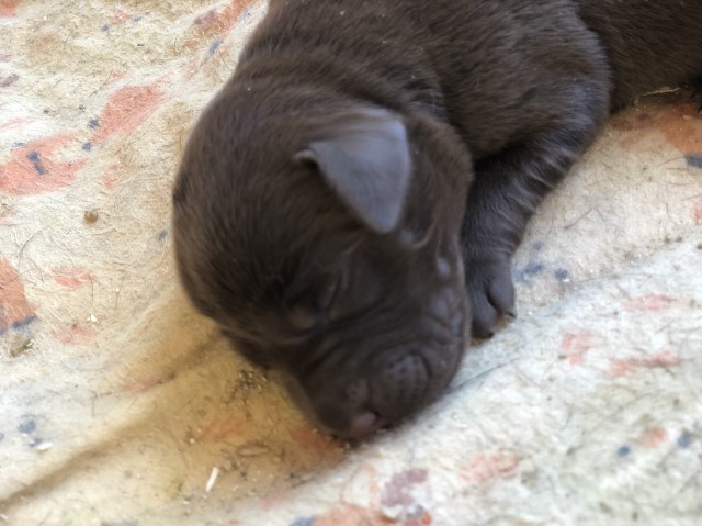 Labrador Retriever puppy for sale + 64107