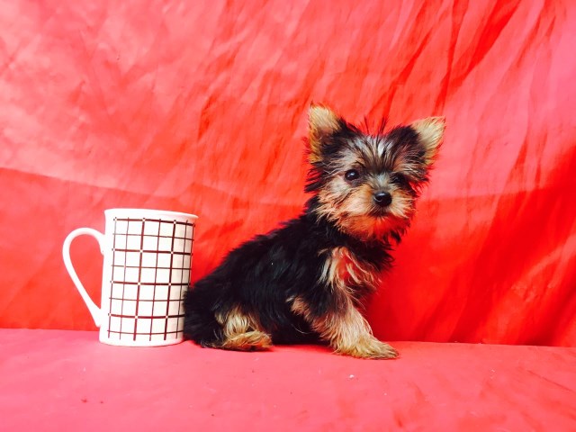Yorkshire Terrier puppy for sale + 47153