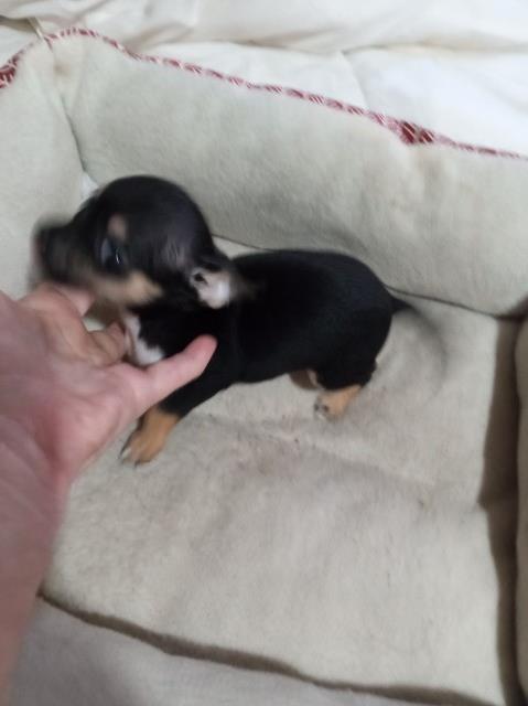 Chihuahua puppy for sale + 65808