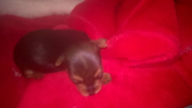 Yorkshire Terrier puppy for sale + 44611