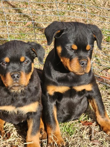 Rottweiler puppy for sale + 65349