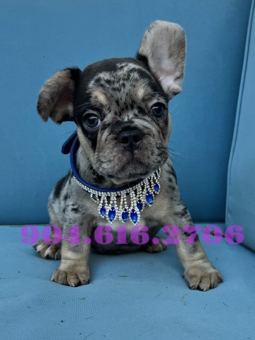 French Bulldog puppy for sale + 64966