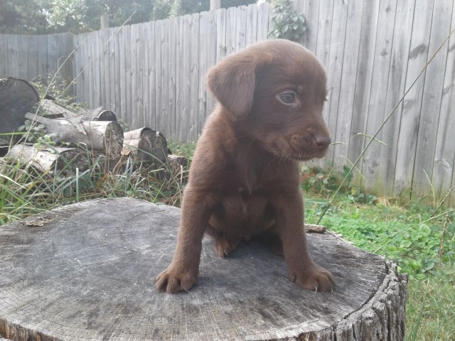 Labrador Retriever puppy for sale + 46985