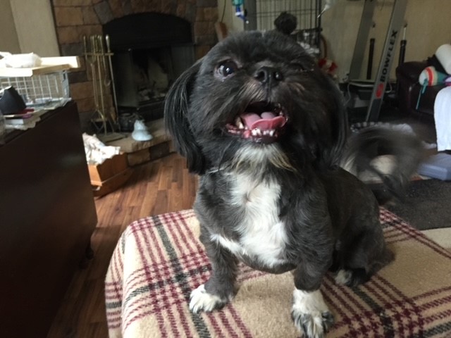 Shih Tzu Stud and Dam to rehome Free to right breeder