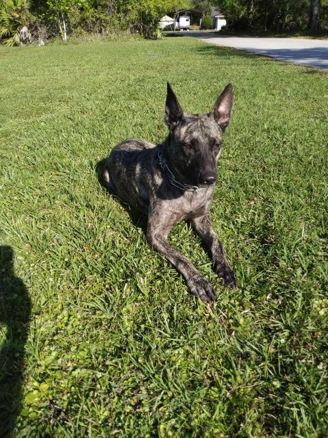 Malinois puppy for sale + 64599
