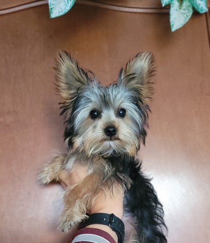 Yorkshire Terrier puppy for sale + 65721