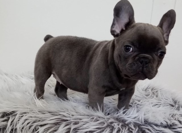 French Bulldog puppy for sale + 65776