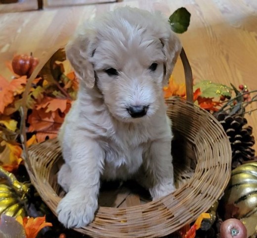 Goldendoodle puppy for sale + 64073