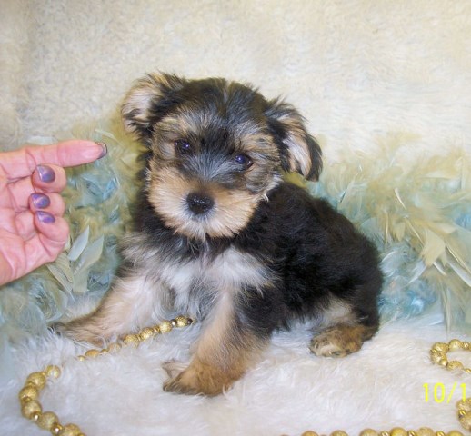 Teacup Morkie puppies for sale in Mississippi