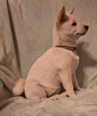 Shiba Inu puppy for sale + 65649