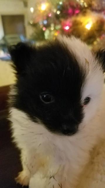 Pomeranian puppy for sale + 62860