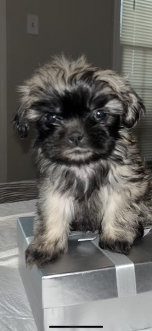 Shih Tzu puppy for sale + 65810