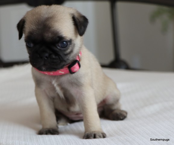 Pug puppy for sale + 65467