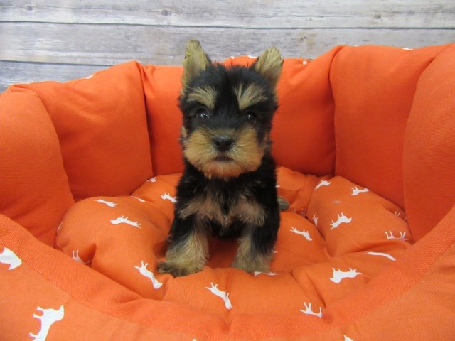 Yorkshire Terrier puppy for sale + 47052
