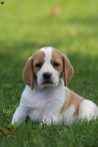 AKC Beagle Puppies - Vaccinated & Microchiped