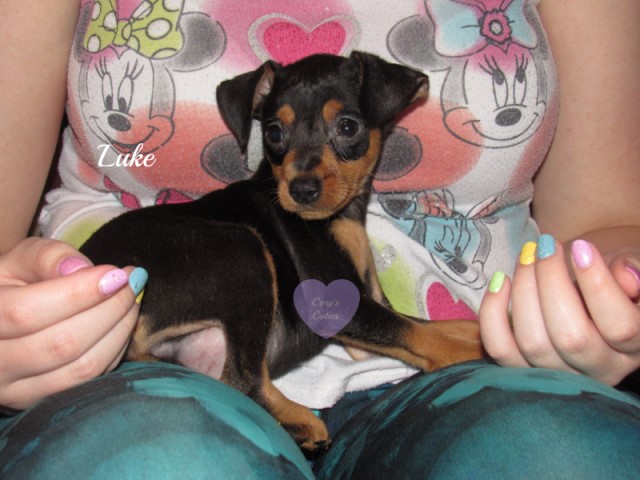 Miniature Pinscher puppy for sale + 64955