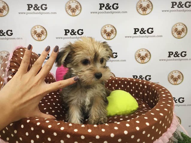 Yorkshire Terrier puppy for sale + 47027