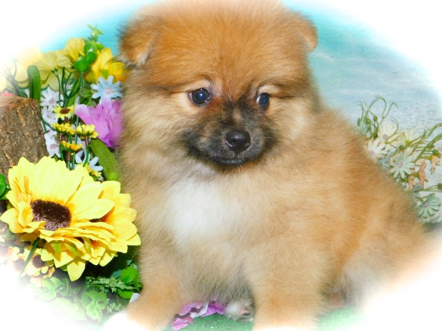 Pomeranian puppy for sale + 63594