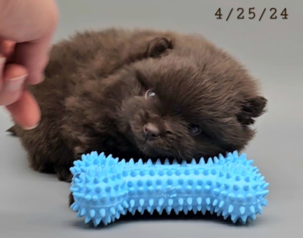 Pomeranian puppy for sale + 65908
