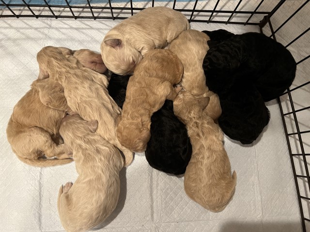 Goldendoodle puppy for sale + 62460