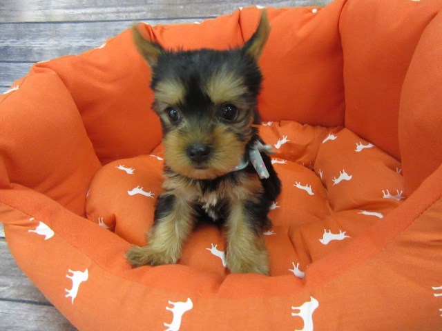 Yorkshire Terrier-Male-Jay