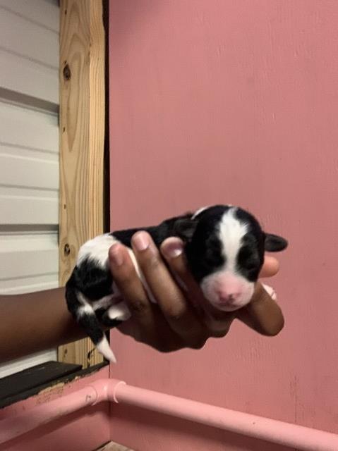 Yorkipoo puppy for sale + 64906