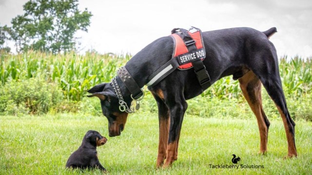 Personality Tested Purebred Doberman Pinscher Puppy