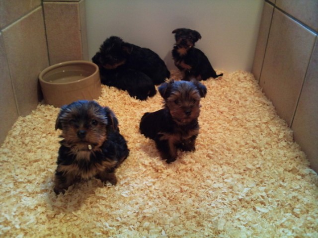 Miniature and Registered Yorkies Puppies