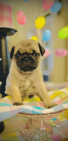 Beautiful and healthy pug for sale