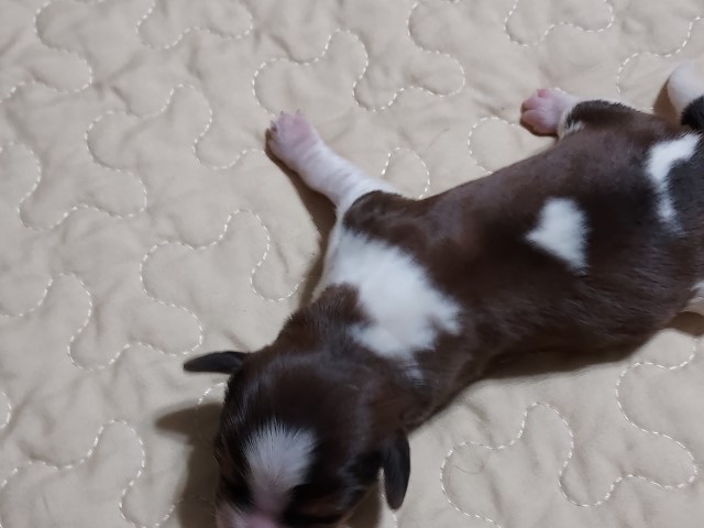 Cavalier King Charles Spaniel puppy for sale + 63061