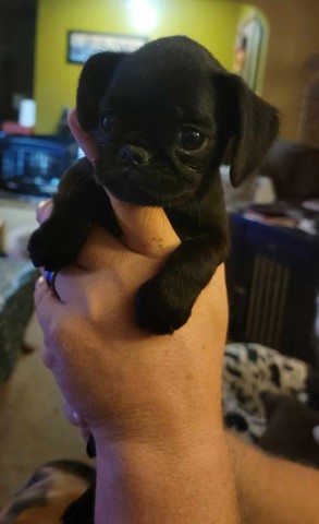 Brussels Griffon puppy for sale + 65303