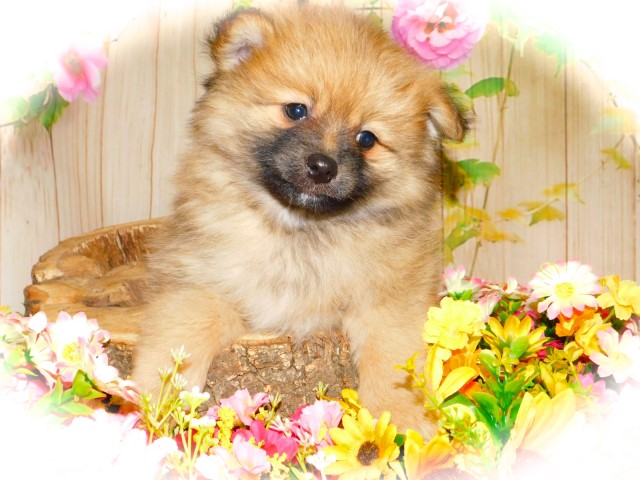 Pomeranian puppy for sale + 63589