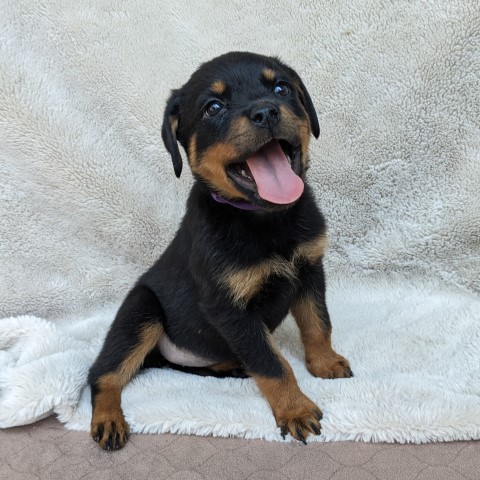 Rottweiler puppy for sale + 65018