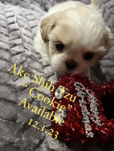Shih Tzu puppy for sale + 65309