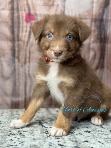 Australian Shepherd Dog puppy for sale + 65727