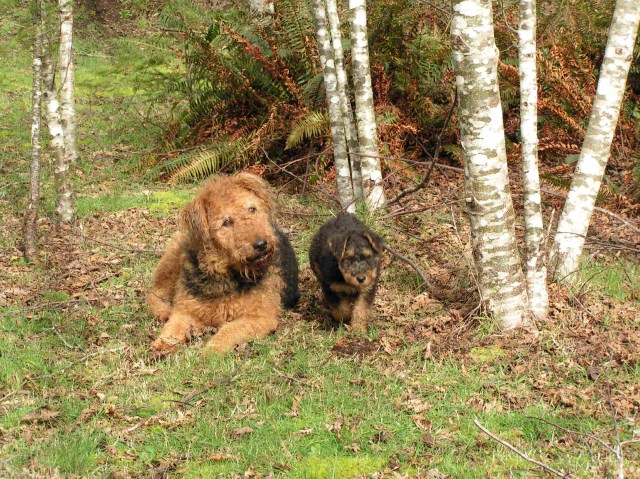 AKc Oorang Airedale pups from our working farm dogs DNA health "Clear"