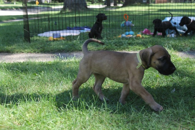 Great Dane puppy for sale + 47171
