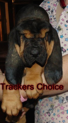 100 % European Imported Top AKC Dual Champion Pedigree ready for Fall 2017