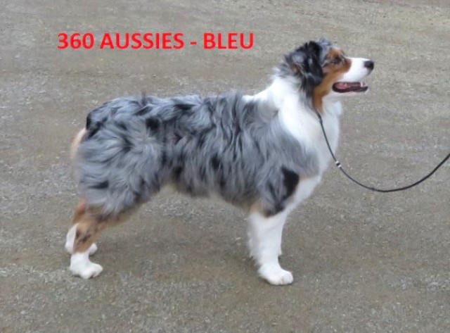 360 Aussies - Australian Shepherd Breeder, Puppies AKC & ASCA