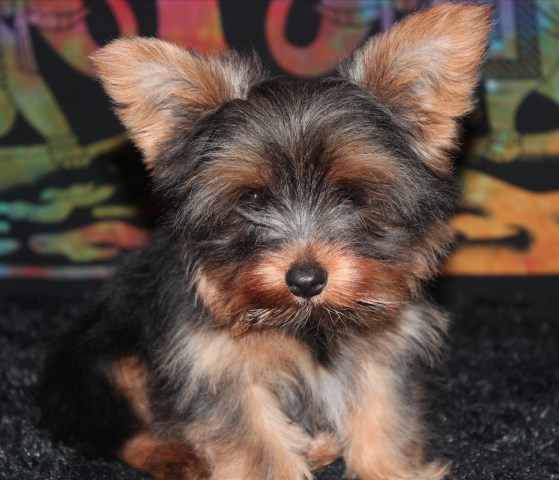 ~*PAYMENT PLAN AVAILABLE*~ Gambit CKC Grand Champion Sired Chocolate Carrier Yorkshire Terrier Male!