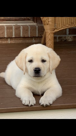 Labrador Retriever puppy for sale + 63011